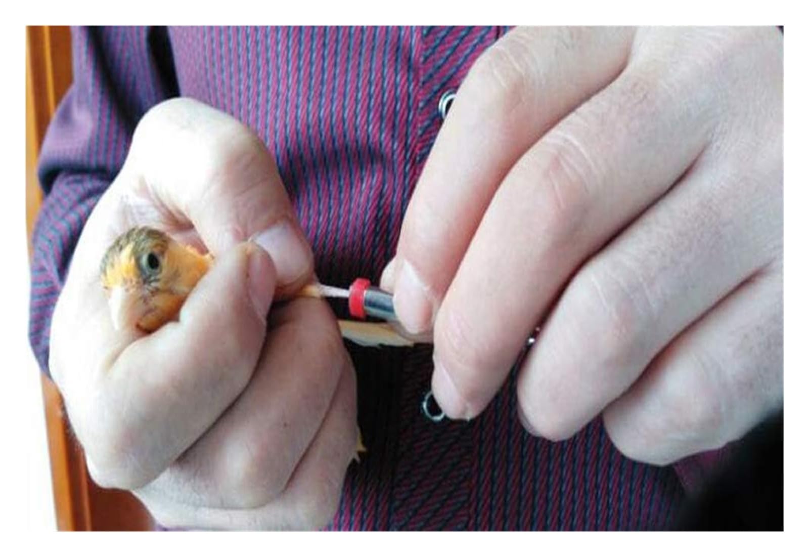 100 pezzi Anelli for zampe di uccelli, con clip for zampe di uccelli numerate Anello ultraleggero in plastica Anelli for zampe di uccelli for anelli con clip for pappagalli Fringuello Canarino Gouldia