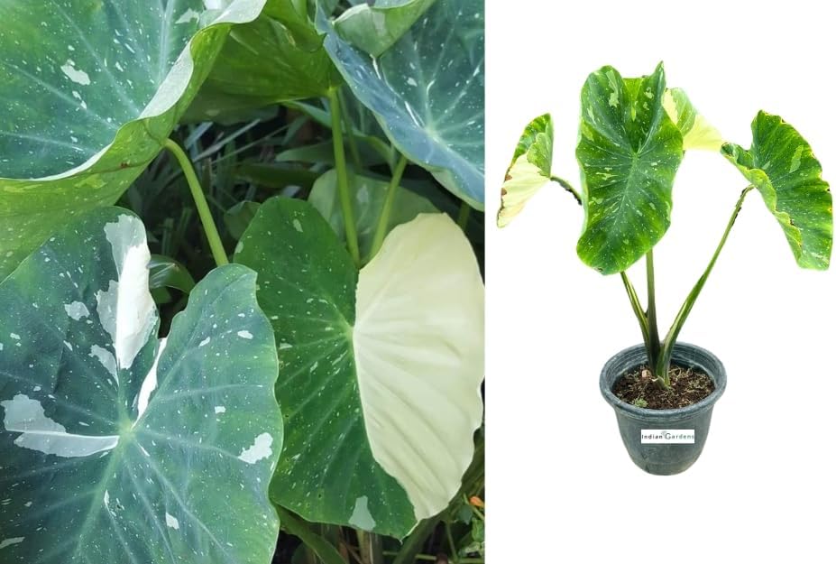Indian gardens - Colocasia (Milky Way) | Elephant Ear | Indoor Live Plant | Home decor | Gardening
