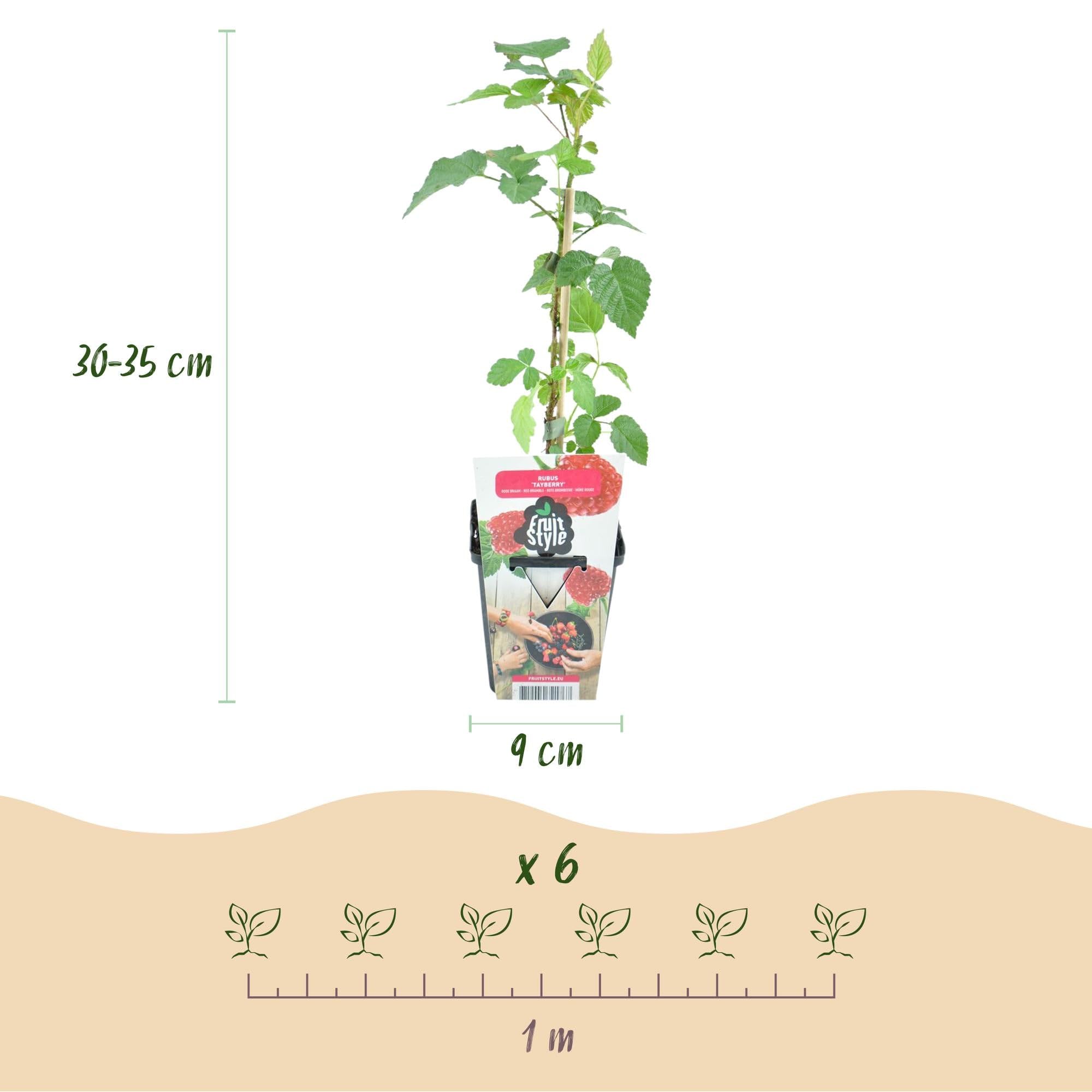 Taybeere Rubus Tayberry, 6 Pflanzen, Ø9cm, Höhe 30cm