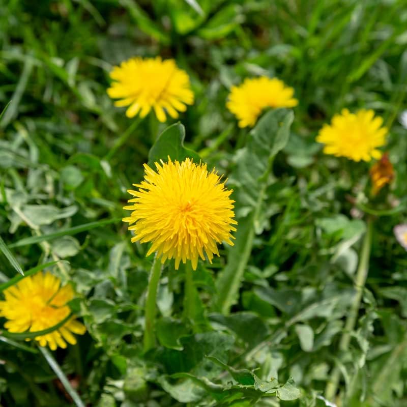 10 Dandelion Live Plants, Dandelion Bare Root Flower Herb Plant for Planting Garden