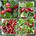 Produktbild Synsepalum Dulcificum Samen, 20 Stück, seltene Wunderfrucht Synsepalum Dulcificum Samen für Garten und Außenbereich