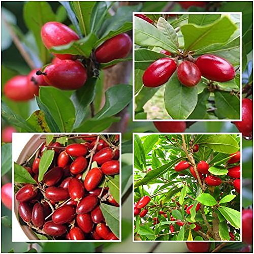 TankMR Farms Seeds 20 Pcs Rare Miracle Fruit Synsepalum Dulcificum Seeds Garden Outdoor Plants for Garden Balcony/Patio