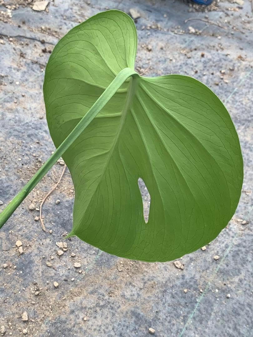 モンステラ デリシオーサ 実生 奇形葉セレクト モンステラ