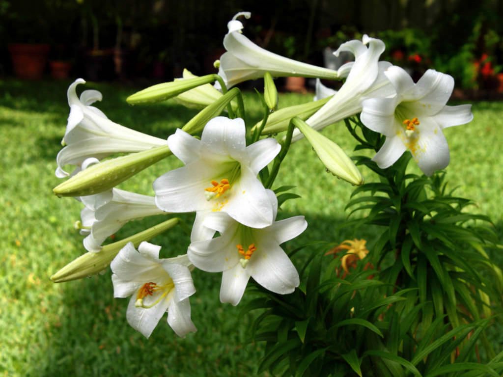 Radha Krishna Agriculture-Oriental Lily Lilium Imported Hybrid Flower Bulbs in Sweet Fagrance (Pack of 10 Bulbs)