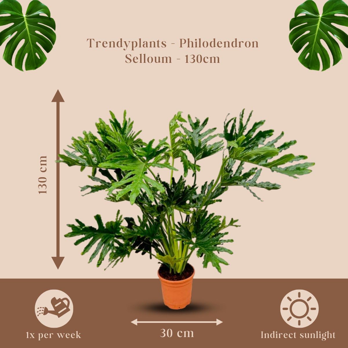 Trendyplants Philodendron Selloum - Planta de interior (110-130 cm, diámetro de la maceta: 24 cm)