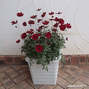 月下美人 31 支柱 鉢付き 楽天市場】月下美人 鉢の通販