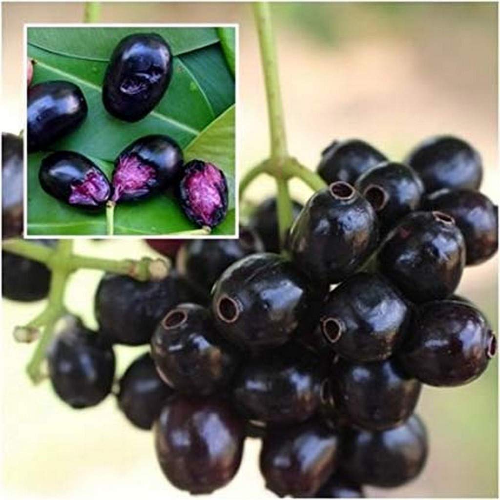 Creative Farmer Fruit Live Plant Grafted Rare Exotic Syzygium Cumini ...