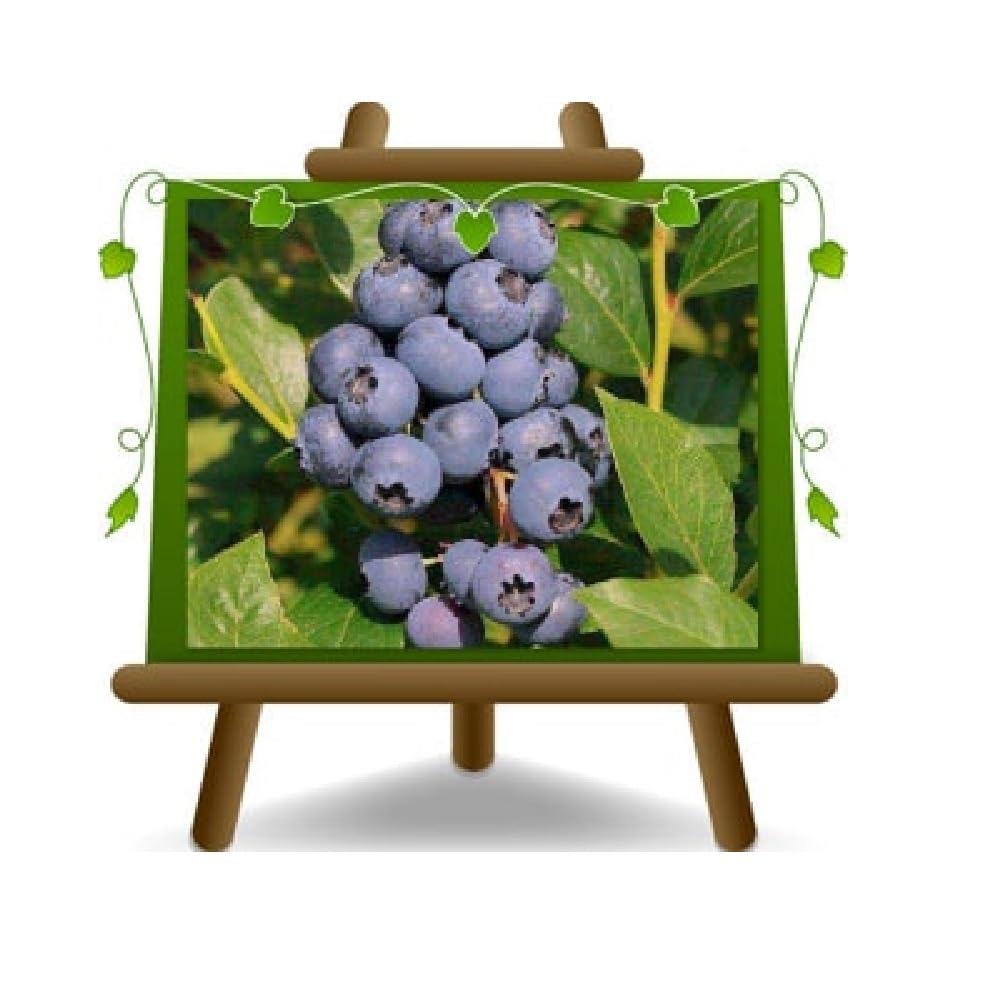Mirtillo Nero Gigante Americano var Duke Pianta da Frutto Antico | su Vaso ø 20 cm - Altezza 50~100 cm - EURO PLANTS VIVAI