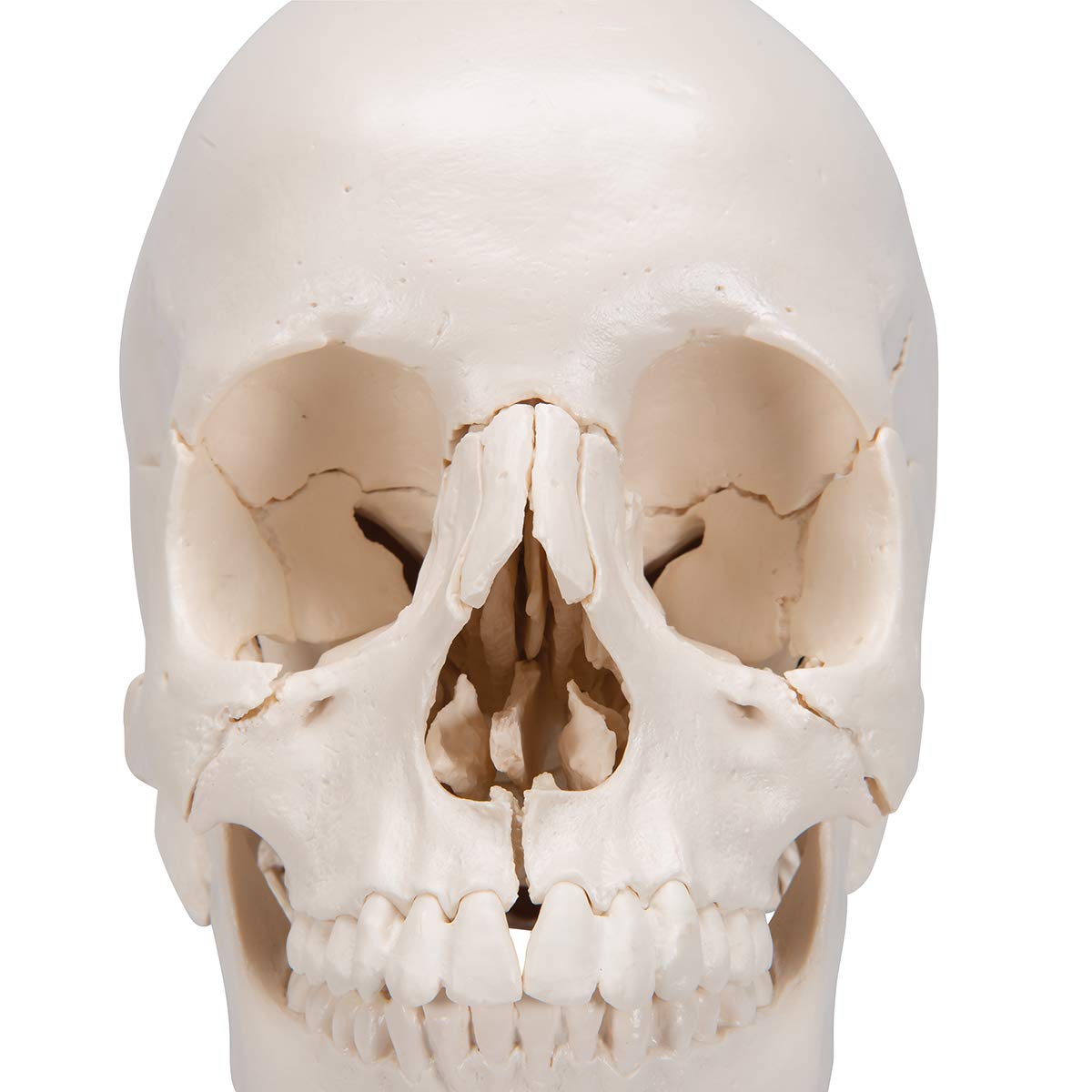 3B Scientific A290 Cranio Scomponibile 3B Scientific, Versione Anatomica in 22 Parti + software gratuito di anatomia - 3B Smart Anatomy