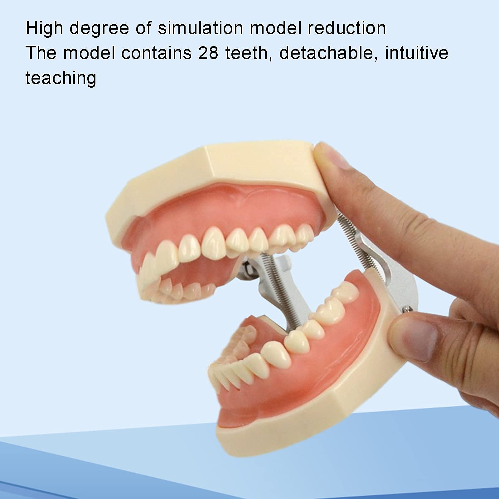 Modello di Denti Standard Dentali, 28 Denti con Istruzione dei Denti Inferiori Rimovibili, Modello di Insegnamento di Cura Dentale per Bambini, Modello di Dimostrazione Standard Adulto