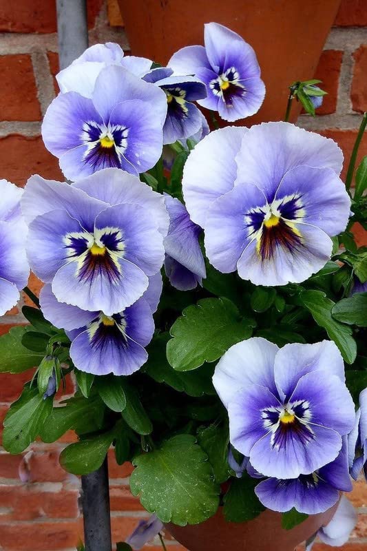 RADHA KRISHNA AGRICULTURE® Pansy double flower seeds for Your Garden