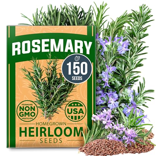 HOME GROWN Non GMO Rosemary Seeds Pack - 150 High Germinating Heirloom Herb Seeds for Planting in Indoor or Outdoor Herb Gardens (Salvia rosmarinus)