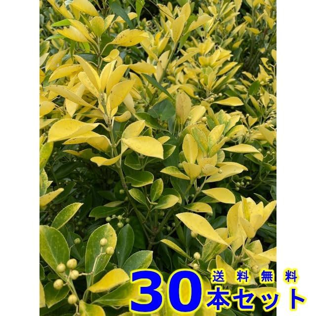 Amazon.co.jp: [30本 セット] 生垣 オウゴンマサキ (黄金マサキ) 15.0