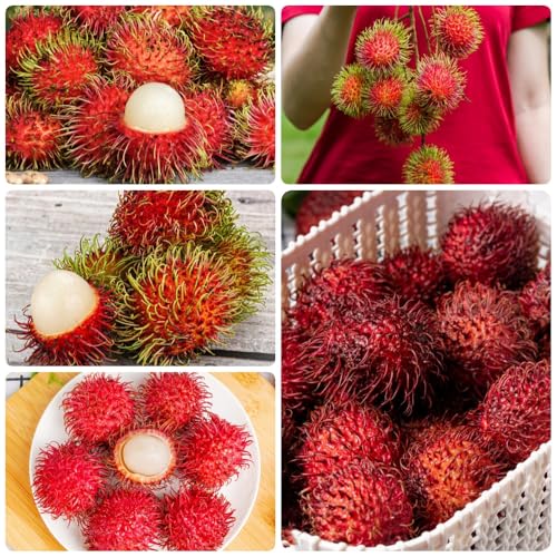 Semillas de fruta de rambután, semillas de bonsái Nefelio lappaceum, fruto columnar, semillas raras plantas de balcón resistentes Los árboles frutales enanos son resistentes. semillas 200pcs