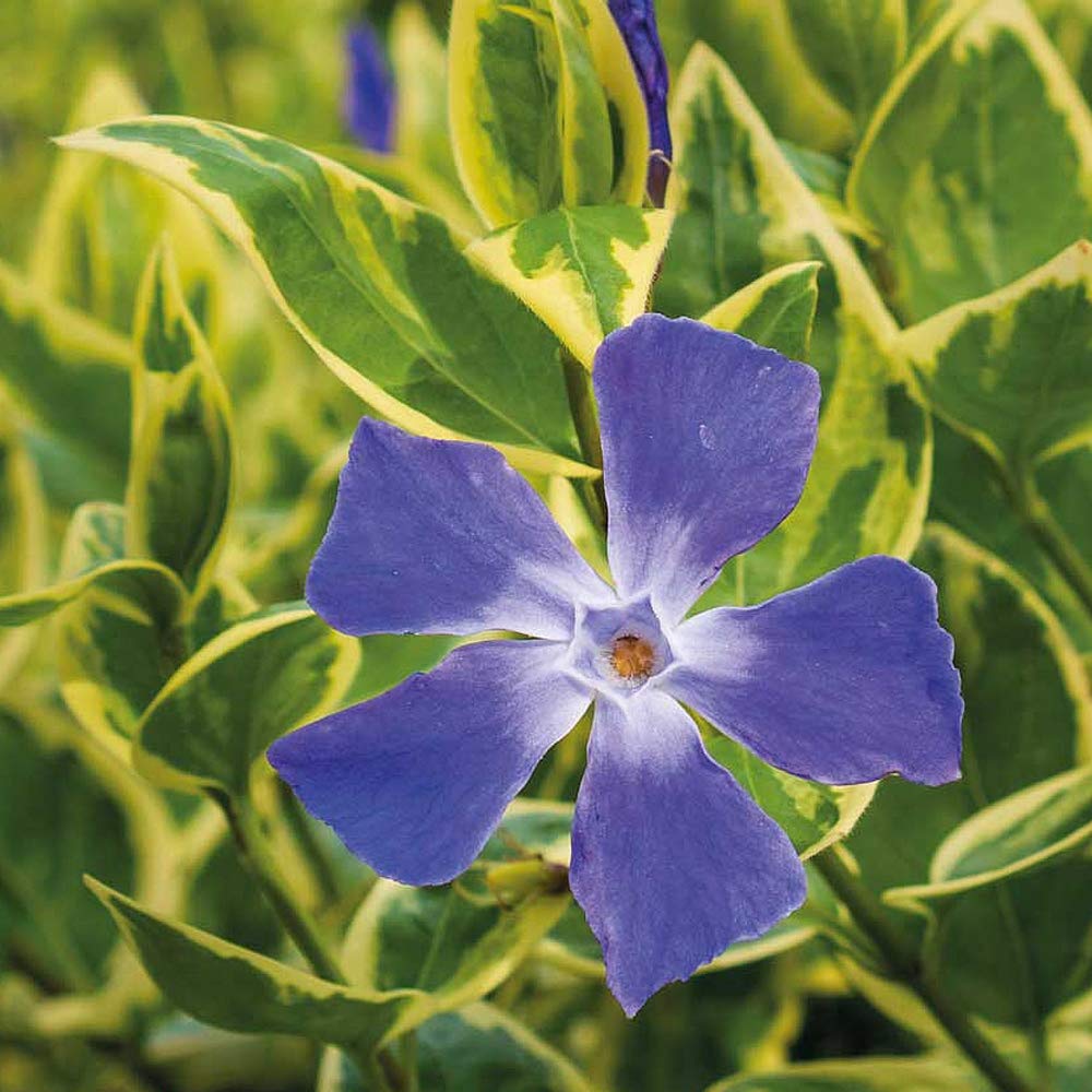 Vinca Major ‘Variegata’ (Variegated Greater Periwinkle), Hardy Shrub 2X in 9cm Pot by Thompson and Morgan (2)