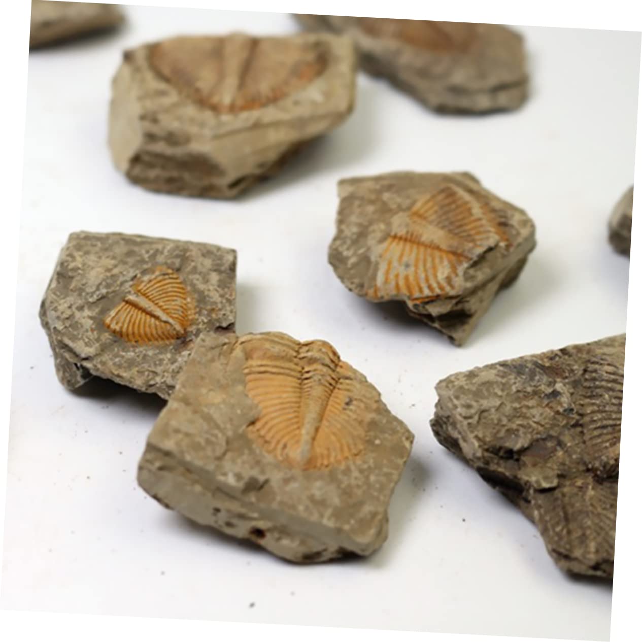 BUGUUYO Real Trilobite Specimens 2pcs Trilobite Sample for Teaching Classroom Dec