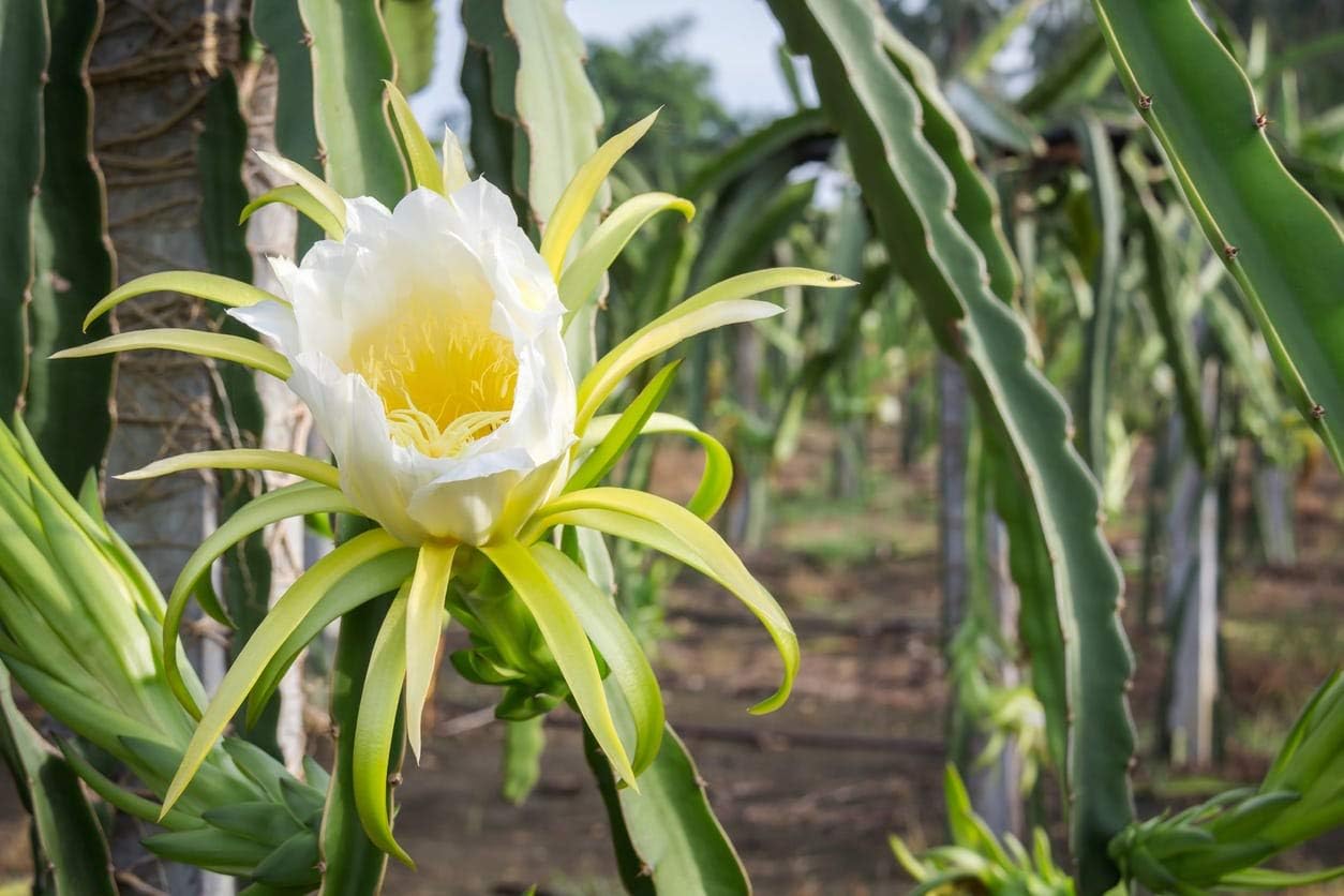 Live Dragon Fruit Tree Plant Combo Pack Of 3 Plant, Plant Height 8-10 CM Big Size Plants, CF_N01 (B0CSX3TYSH) Amazon Price History, Amazon Price Tracker