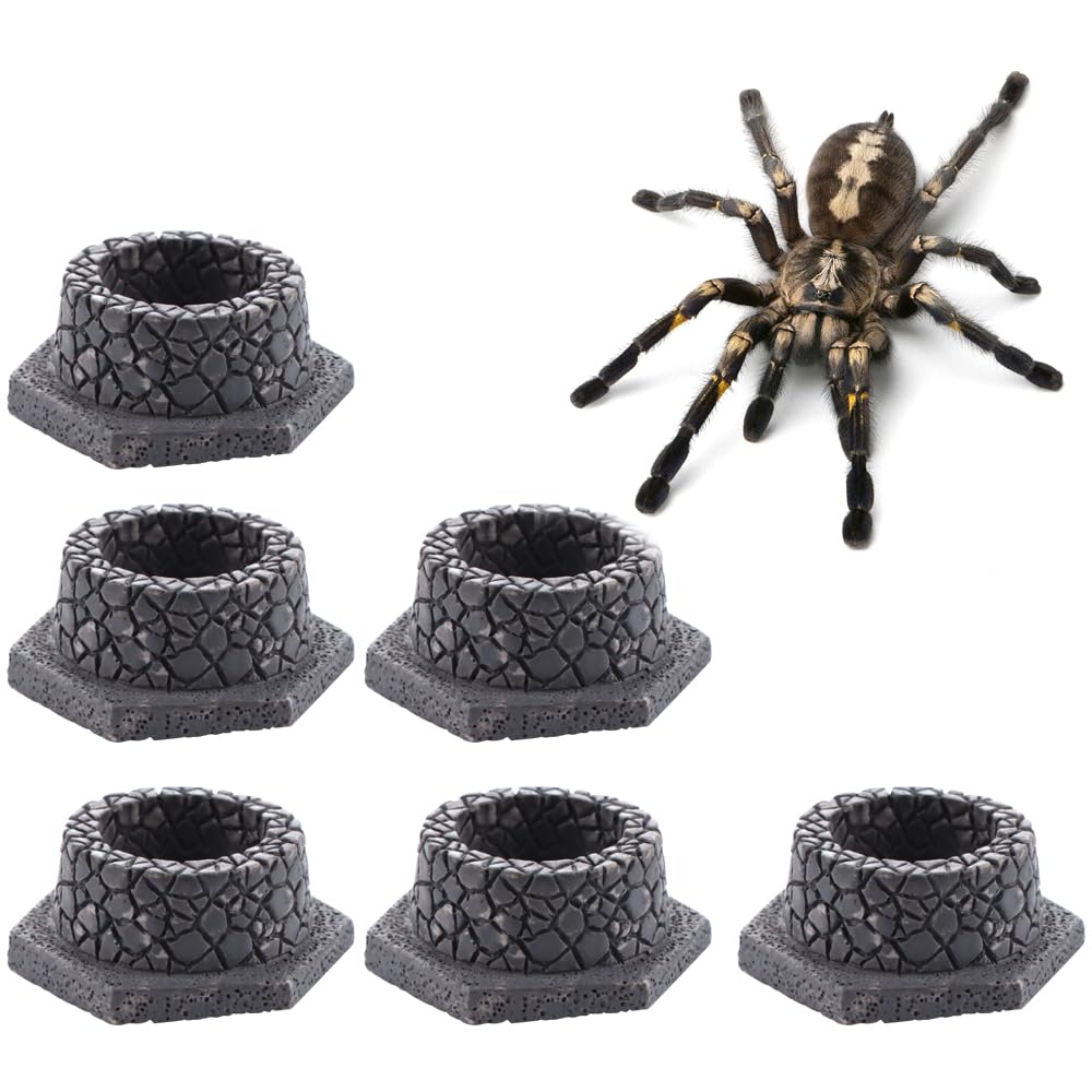 DQITJ 6 Pcs Tarantula Micro Water Bowl Mini Resin Dish Tiny Bowl for Spider Tarantula Millipede Insect Small Reptile (Well Shape)