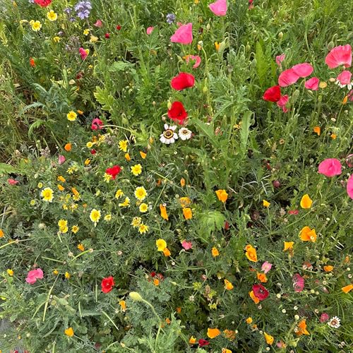 Mastering Your Emotions