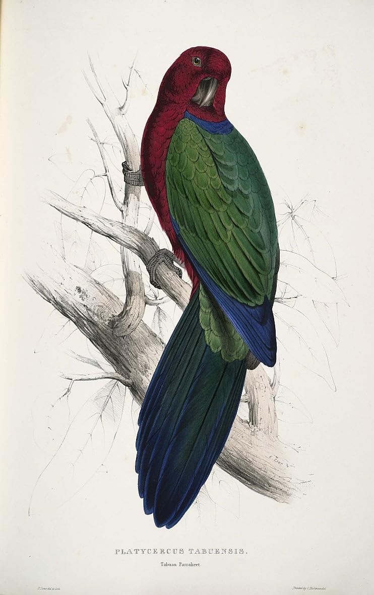 Poster Prosopeia Tabuensis 58x90 décoration murale oiseau
