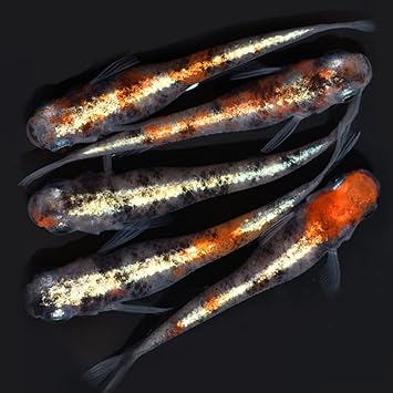 Amazon メダカファーム泉 めだか ルビー 稚魚 15匹 おまけ3匹 セット メダカ 生体 ビオトープ 人気 容器 ノーブランド品 観賞魚 水中生物 通販 Amazon メダカファーム泉 めだか ルビー 稚魚 15匹 おまけ3匹 セット メダカ 生体 ビオトープ 人気 容器 ノーブランド品 観賞魚 水中生物 通販