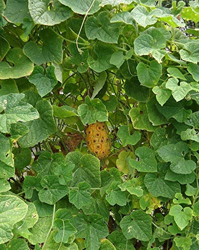 VietFA 7 Kiwano Melon SẸẸDS for Plạnting - Thumbnail 4
