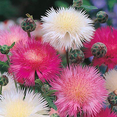 Sweet sultan Flower | Flower For Garden | Suitable for Indian Climate| Pack of 20|By Plantogallery®-image-35