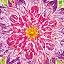 Pink - GINSEN02