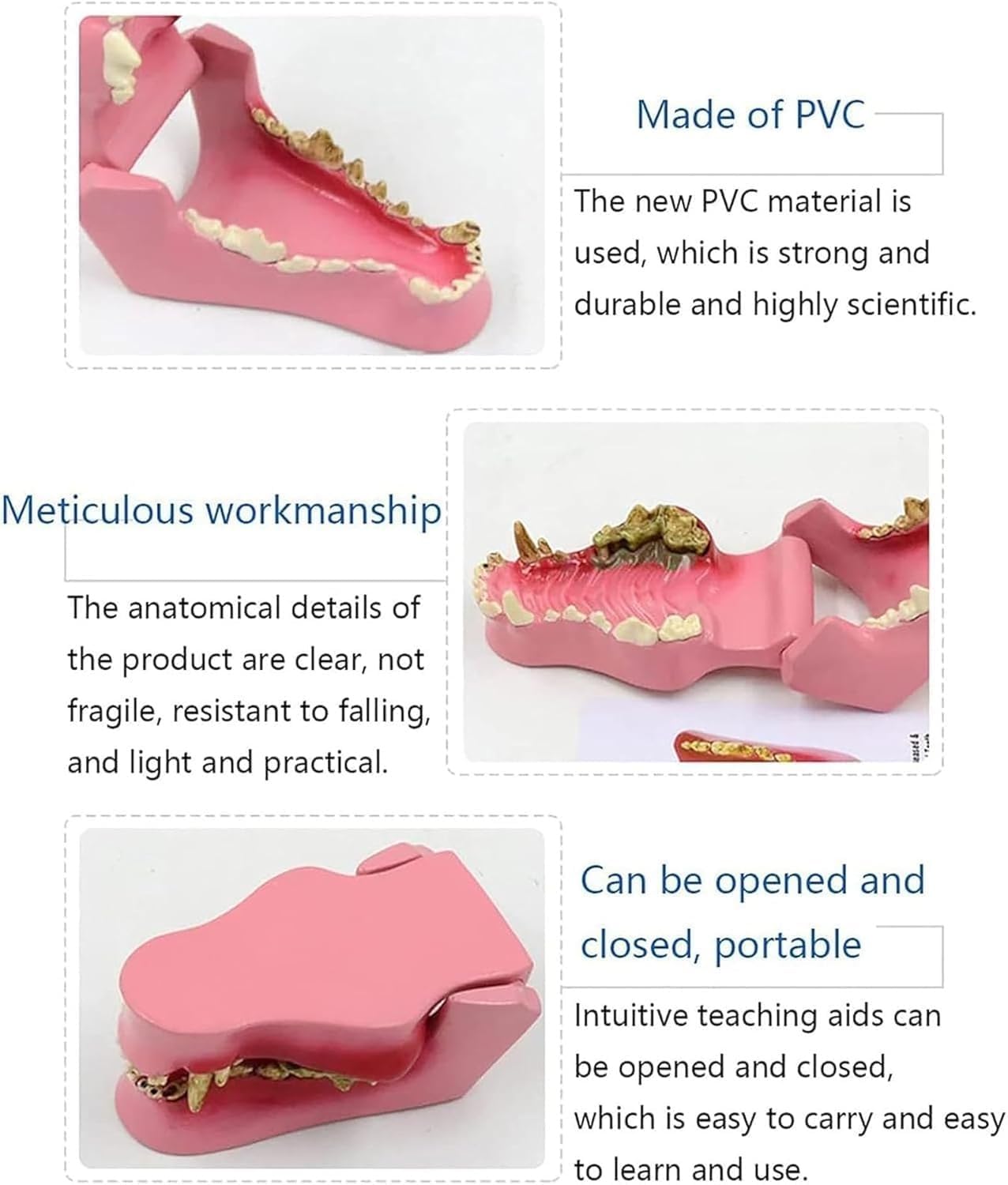 Modelo Anatómico Dientes Perro, Modelo Diente Perro Enfermo Con Inflamación Gingival, Anatomía Del Esqueleto Canino For Enseñanza Veterinaria, Demostración De Clínica De Mascotas