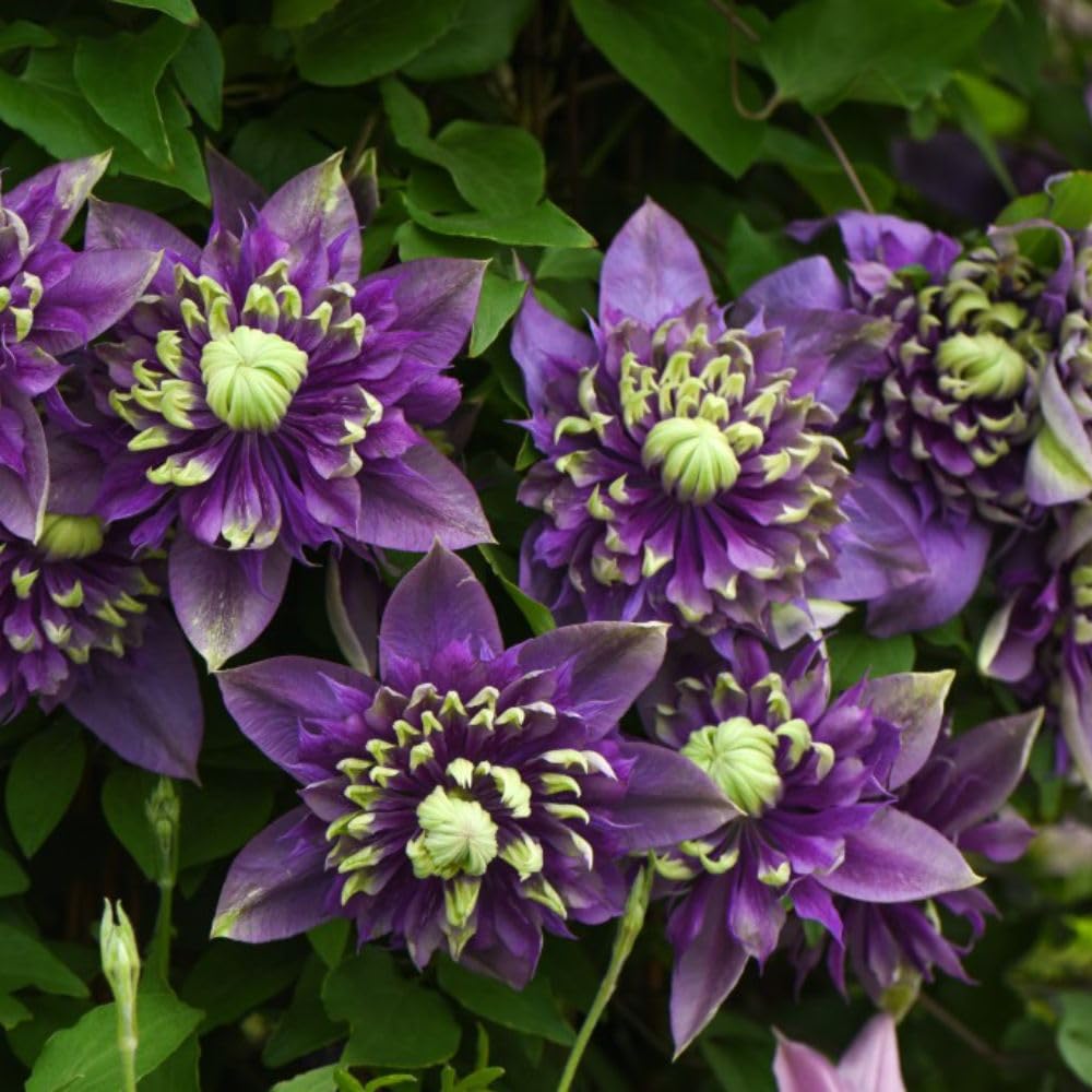 Clematis 'Taiga' - Exotic Double Bloom Climber - Japanese-Bred Compact Vine - Hardy and Low Maintenance – 2X 3 Litre Potted Plants by Thompson and Morgan