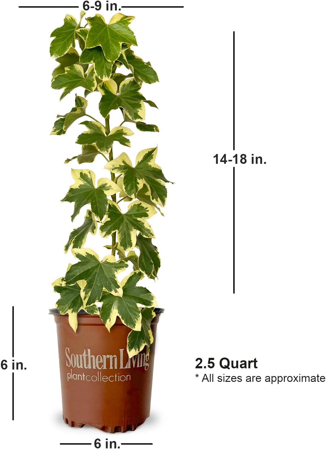 Angyo Star Fatshedera (2.5 Quart) Evergreen Vine with Variegated Green and White Foliage - Part Sun to Shade Live Outdoor Plant - Southern Living Plants