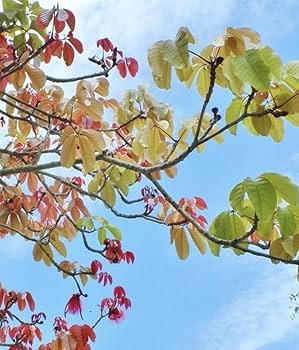 大型 ボンバックス Pseudobombax ellipticum 大型 ボンバックス Pseudobombax ellipticum - メルカリ