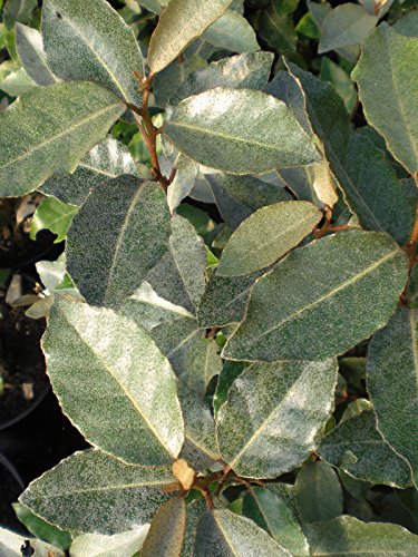 25 Ebbinge's Silverberry (Elaeagnus x ebbingei) Evergreen Hedging Shrubs Plants, 5L Pot, 120-150cm (4-5ft) in Height