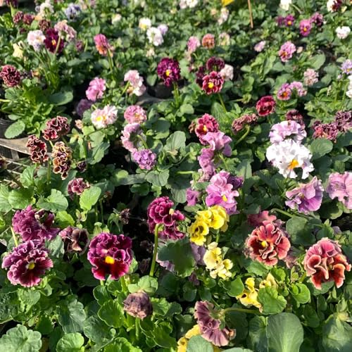 semillas de violeta de cuerno perenne, semillas Viola cornuta - invernaderos balcón interior Adecoración sala estar jardín primavera 150pcs