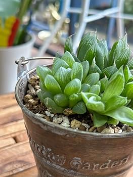 多肉植物 ハオルチア  セール 1株500円 送料200円 組み合わせ自由 4 多肉植物 ハオルチア セール 1 組み合わせ自由 4