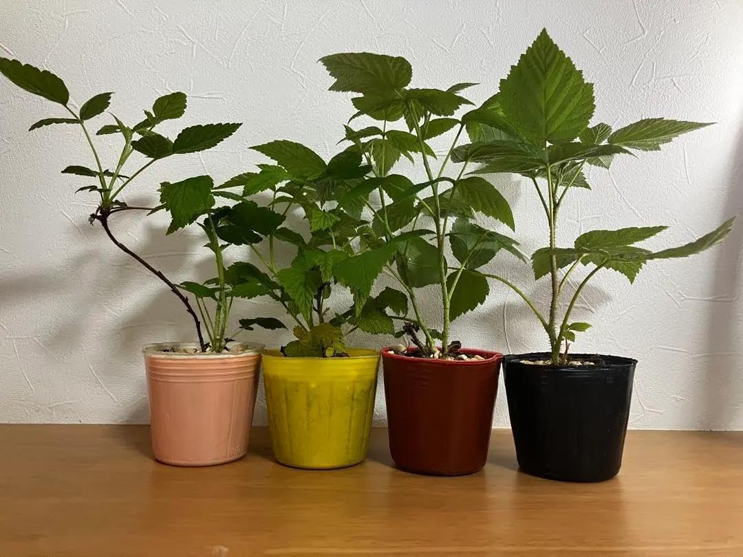 斑入りツメ バナナ苗 斑入りツメ バナナ苗 斑入りツメ バナナ苗 斑入りバナナの株分け苗達