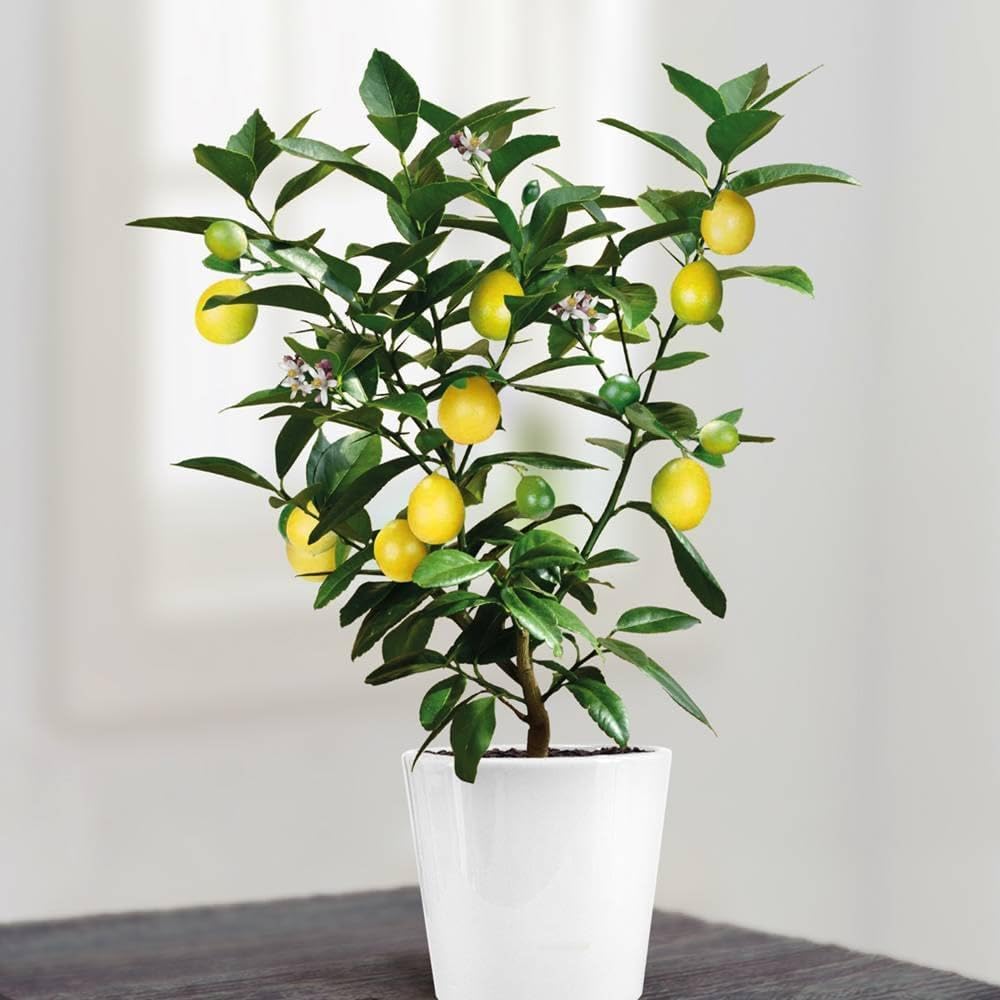 See full amazon price history chart for JIGNISHASEEDS Lemon, Limbu, Lime, Nibu, Citrus Fruit Seeds For Home, Kitchen, Balcony Gardening - Pack Of 20 JIGNISHASEEDS Lemon, Limbu, Lime, Nibu, Citrus Fruit Seeds For Home, Kitchen, Balcony Gardening - Pack Of 20 (B0BGC9KBFS) Amazon Price History, Amazon Price Tracker