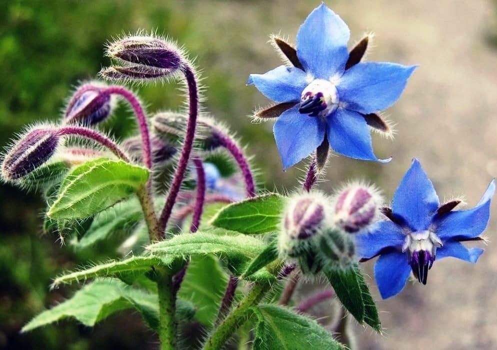 Miniatura 1 de Semillas Borraja Hierbas Anuales No GMO Heirloom