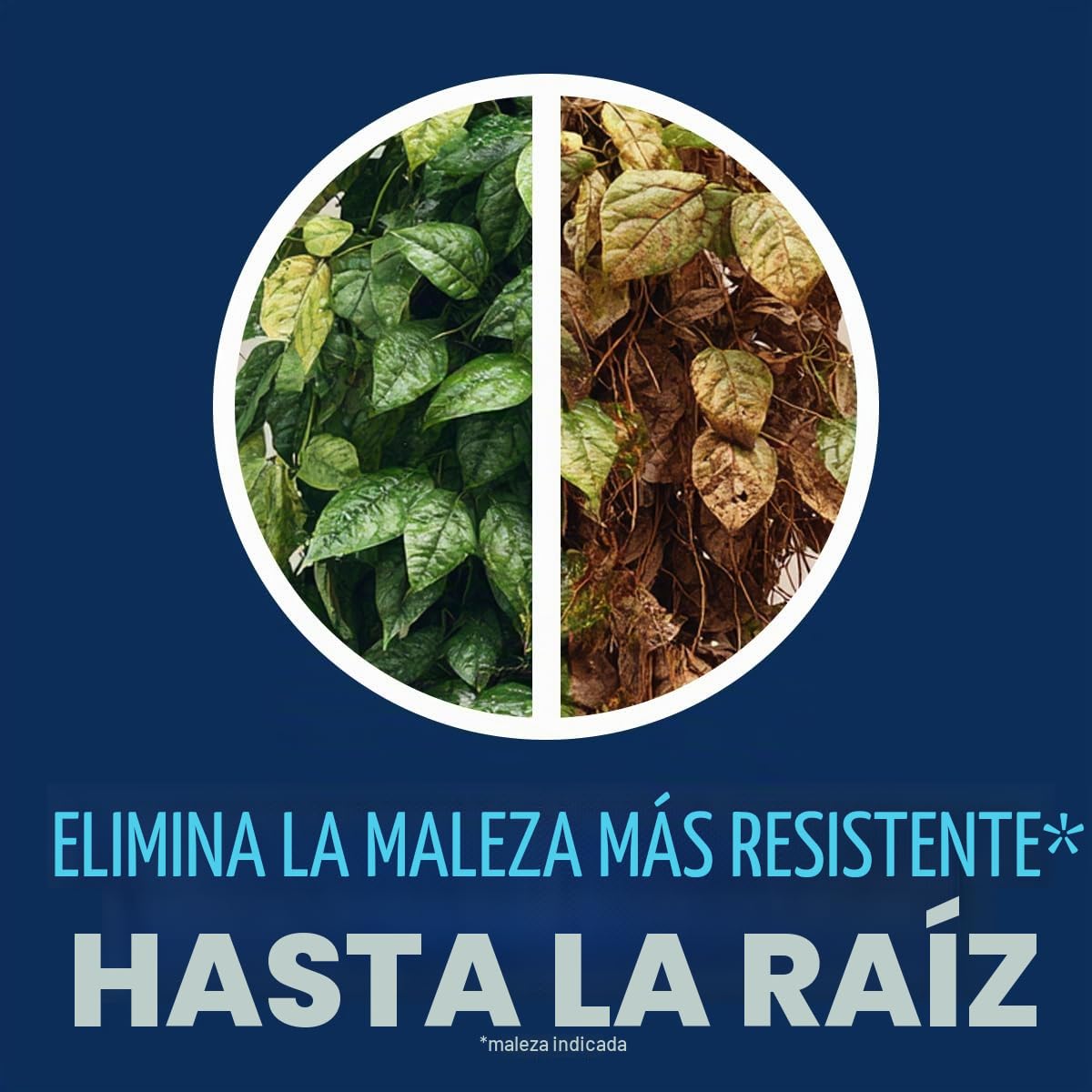 BioAdvanced triclopir 704655a Mata kudzu, Hiedra venenosa y Otra Asesino Cepillo Duro, más el Control de malezas de Hierba no selectivo