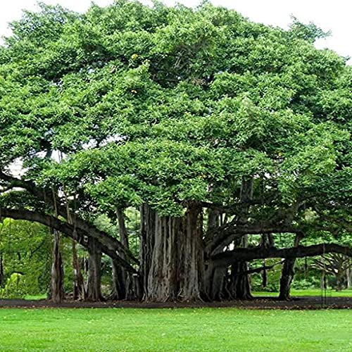 80pcs Banyan Tree Seeds