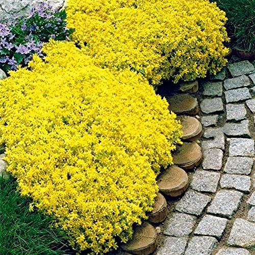 Bild 8 Haloppe 500 Stücke Rock Cress Blumen Pflanzen Samen für die Bepflanzung des Hausgartens, Garten Bodendecker Mehrjährige Blume Pflanzendekor Purple Rock Cress Seeds Felsenkresse-Samen