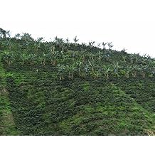 Colombian Green Unroasted Coffee Beans Single Origin Farm El Nivel 20 Lb