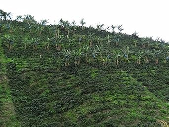 Colombian Green Unroasted Coffee Beans Single Origin Farm El Nivel 20 Lb