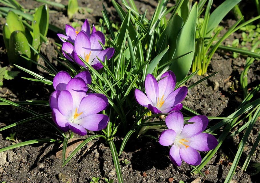 Image of IMP. Saffron | Crocus Excellent Quality Flower Bulbs for Attractive Aromatic Flowers Home Outdoor Gardening Plants Flowering Bulbs (pack of 12, Sativus Saffron)