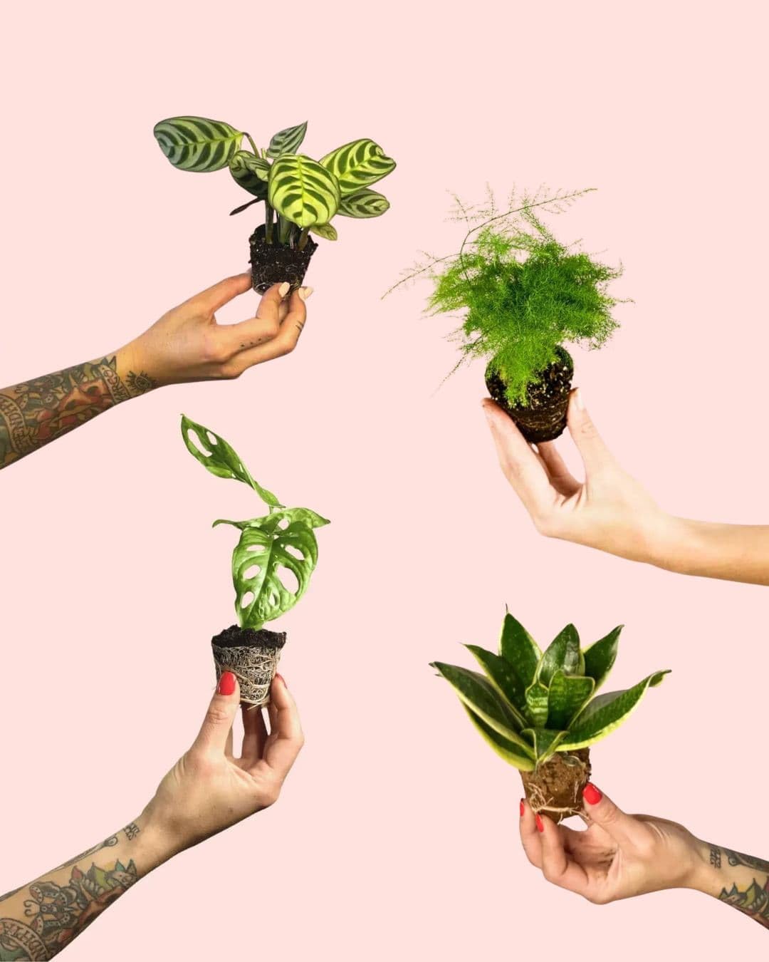 Pack 4x Mini Plantas Poca Luz | Plantas Interior | Pur Plant