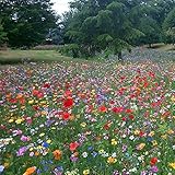 50/50 Meadow Wild Flower Seeds All Soil Types by Pretty Wild Seeds UK 50/50 Mix 27 (500g)