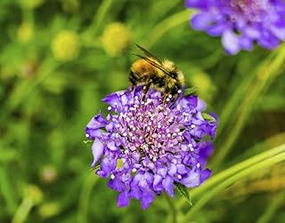 Posterazzi PDDUS48WPE0194LARGE Bumble bee Searching Pollen Nectar. Blue Pincushion Photo Print, 24 x 36, Multi