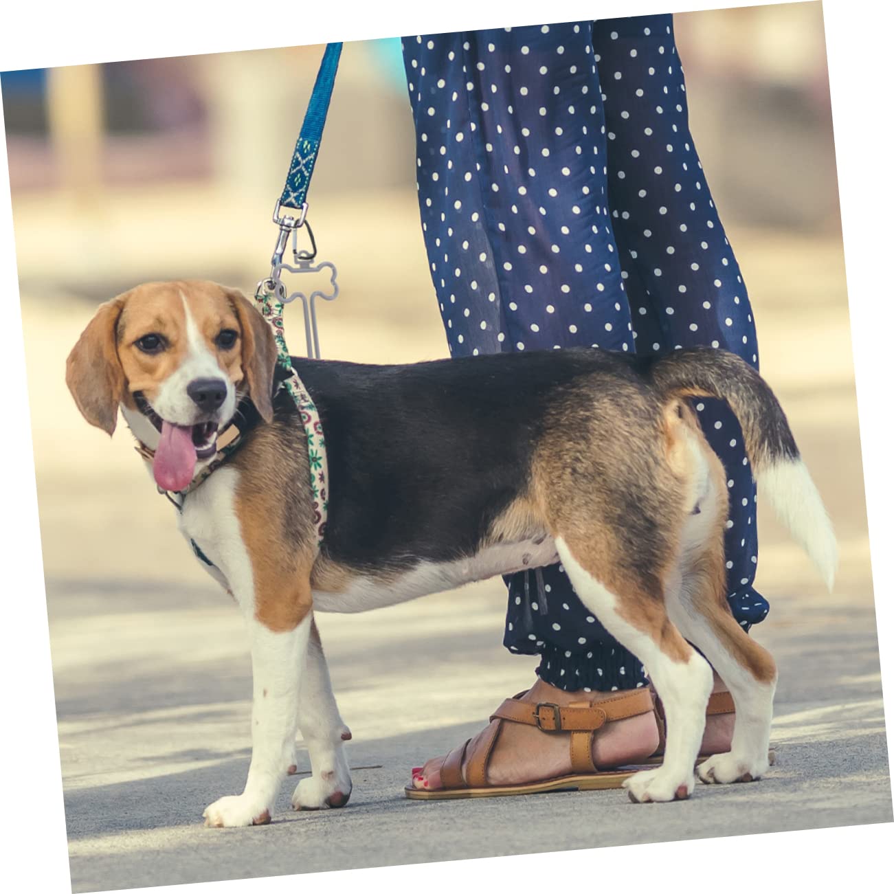 Mipcase 5 Ensembles Clip Pour À Crottes De Chien Distributeur De À Crottes Mignons À Crottes De Chien À Crottes Lingettes Pour Animaux De Compagnie 10 pièces * 5