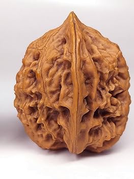 磨盘核桃 クルミ 文玩 Amazon.co.jp: 壽 天然野生最高級大特殊珍稀品種極品文玩核桃