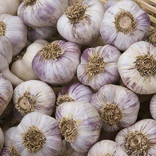 Live Seeds Solent Wight 40 Garlic Seeds Clove, Wight Garlic Cloves/from